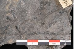 Foto (Detailansicht) von Plantae indet.  (NHMW-GEO-2024-0188-11518)